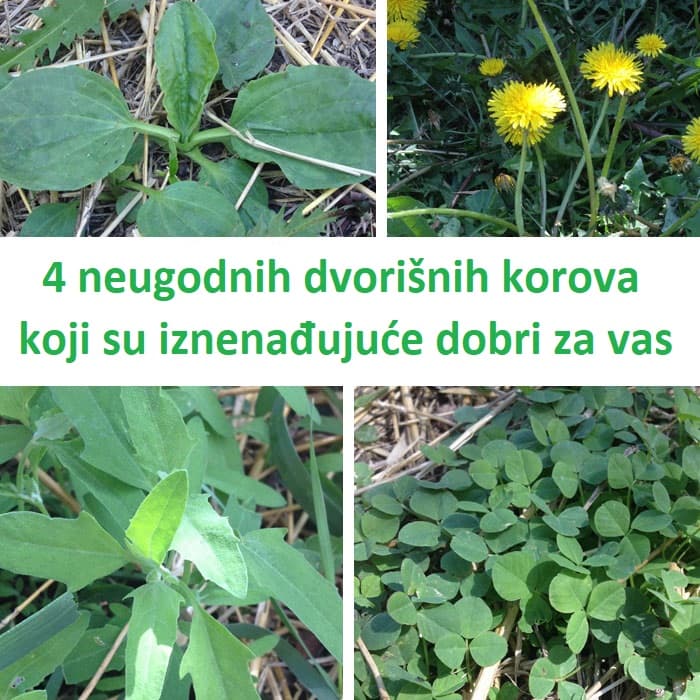 4 neugodnih dvorišnih korova koji su iznenađujuće dobri za vas