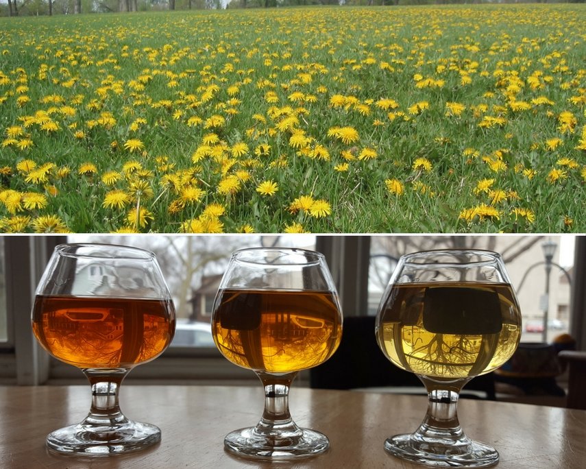 Postupak pravljenja vina od maslačka - sastojci i priprema