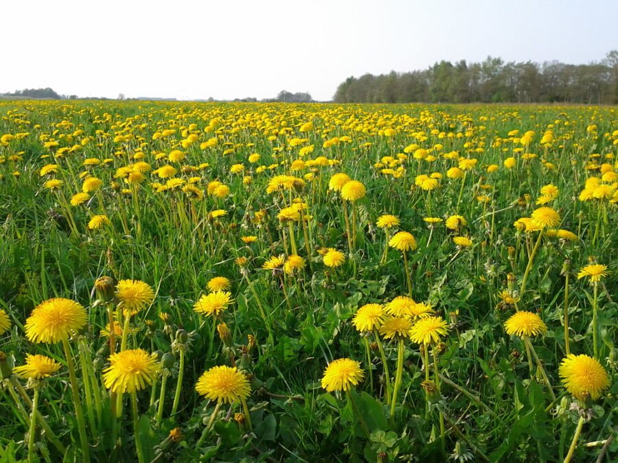 Cvetovi maslačka spremni za pravljenje vina