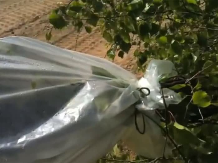 Vezivanje plastičnog džaka oko grane drveta za sakupljanje vode