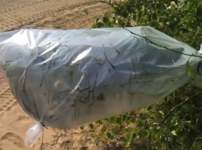 Isparavanje - jednostavan način sakupljanja vode koristeći plastični džak na biljci