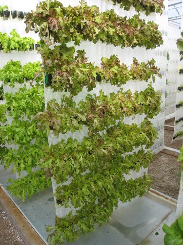 Povrće koje raste u vertikalnoj bašti