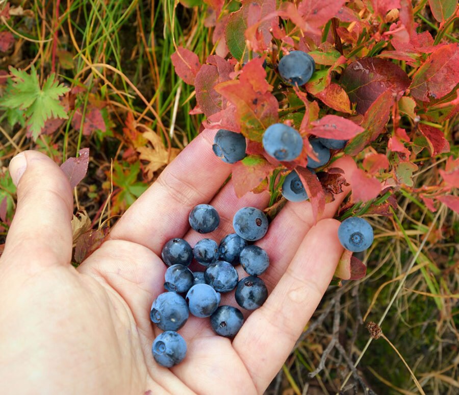 Prikupljanje hrane u prirodi za preživljavanje