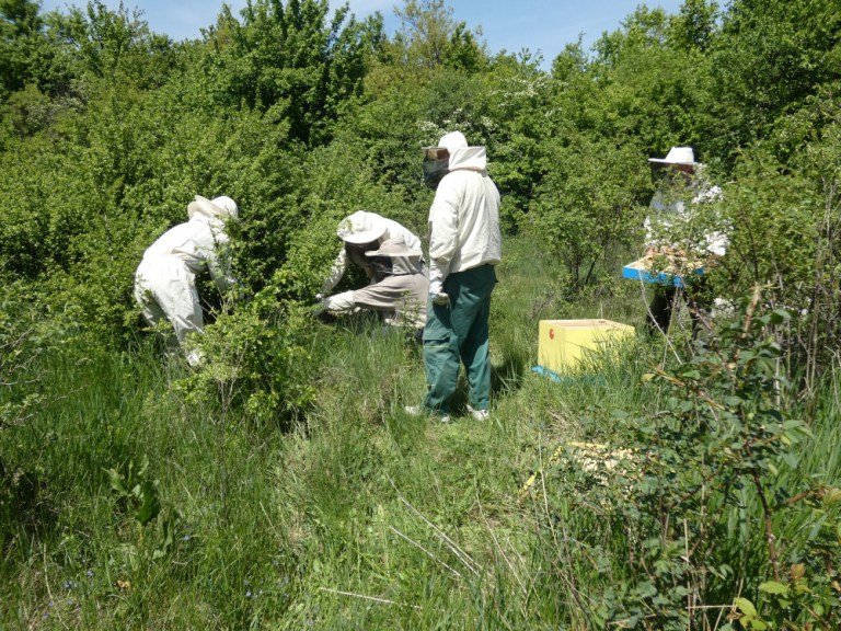 Prirodno okruženje imanja sa šumom u pozadini
