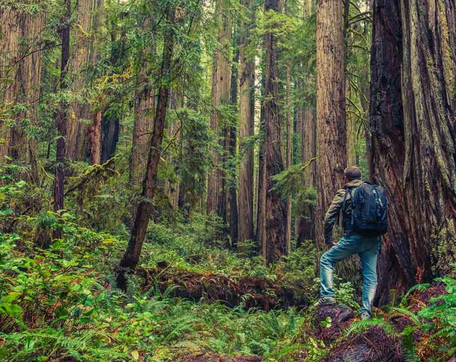 pronalaženje jestivog bilja u divljini