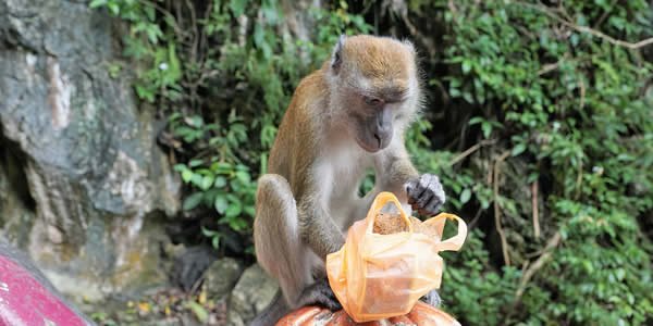 Majmun igrajući se sa plastičnom kesom