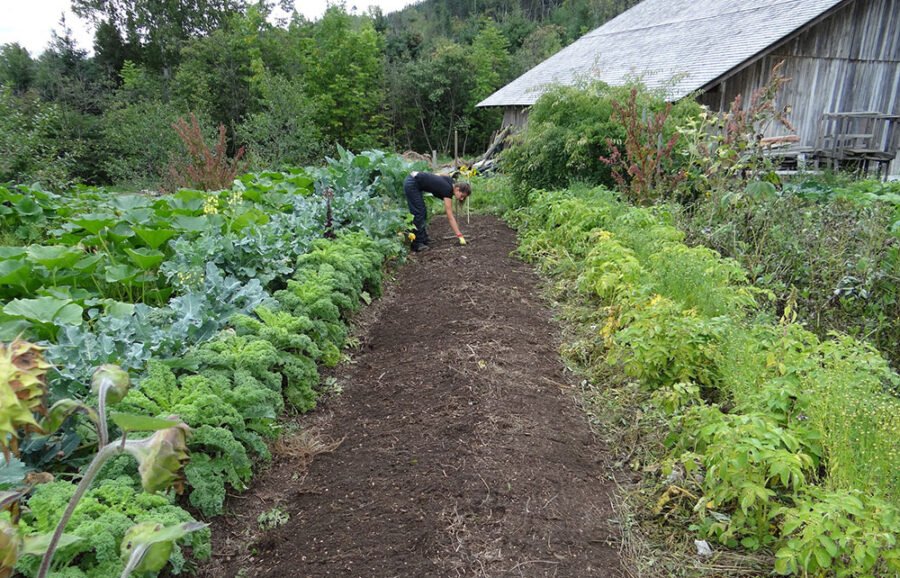 Primer slaganja različitih biljaka u bašti za optimalan rast