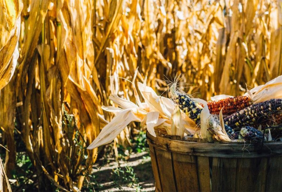 Pasulj koji se penje uz kukuruz kao prirodnu potporu